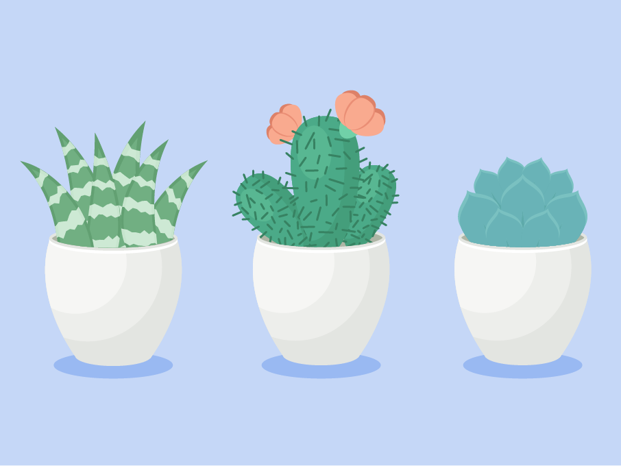 Succulents Illustration - Portable Network Graphics (906x680), Png Download
