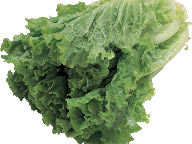 Lettuce Clipart Transparent Background - Butter Lettuce Vegetable Seeds (640x480), Png Download