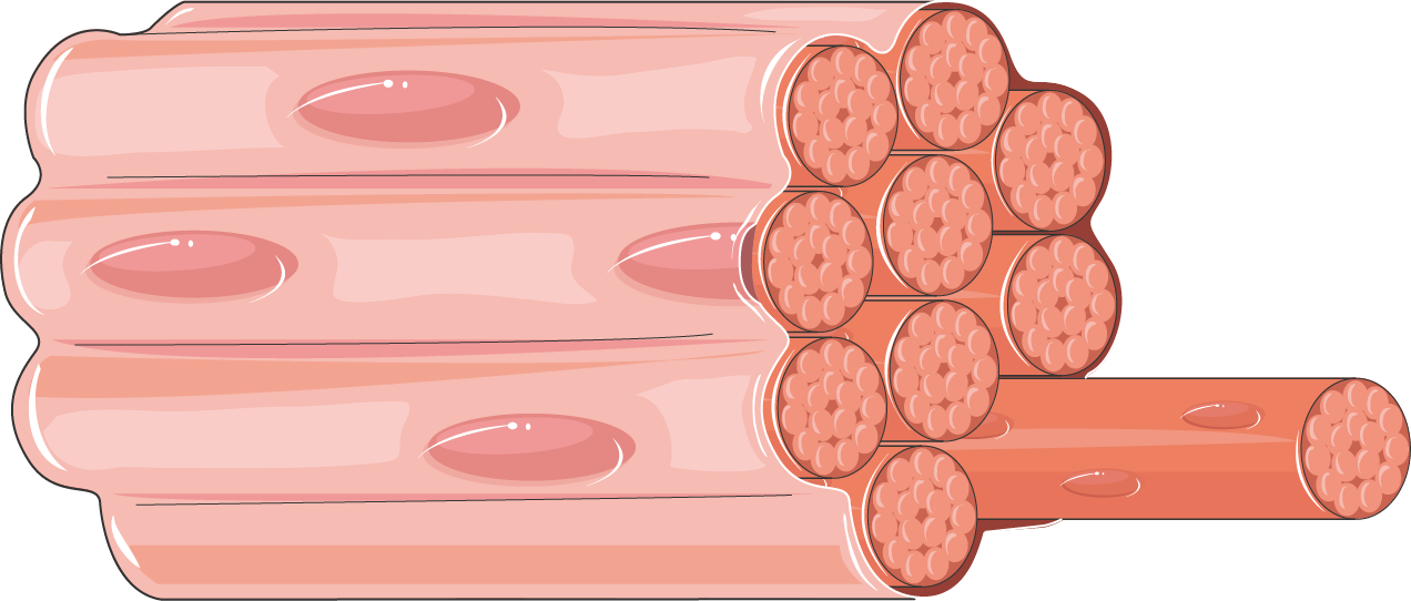 Download The Image - Muscle Fascicle (1272x542), Png Download
