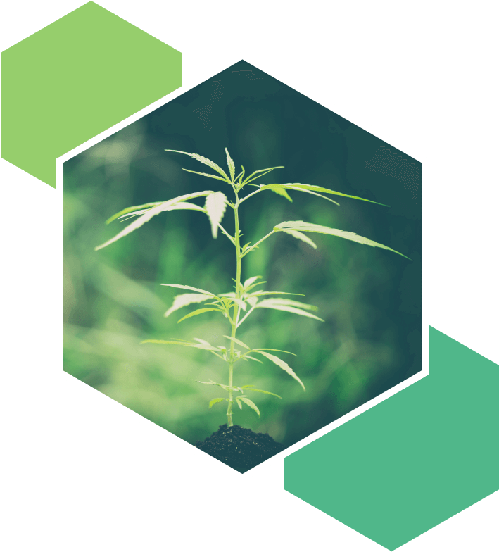 Medicinal Cannabis Fundamentals - Illustration (800x880), Png Download