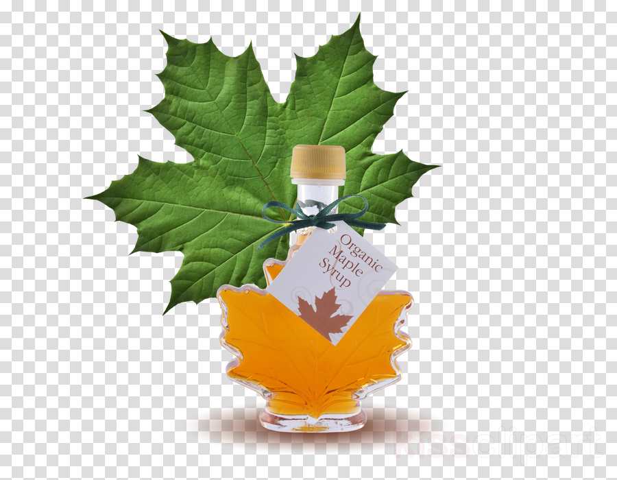 Green Maple Leaf Clipart Pancake Canadian Cuisine Maple - Maple (900x700), Png Download