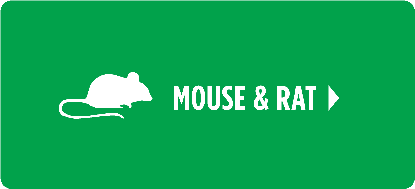 Rat (1502x750), Png Download