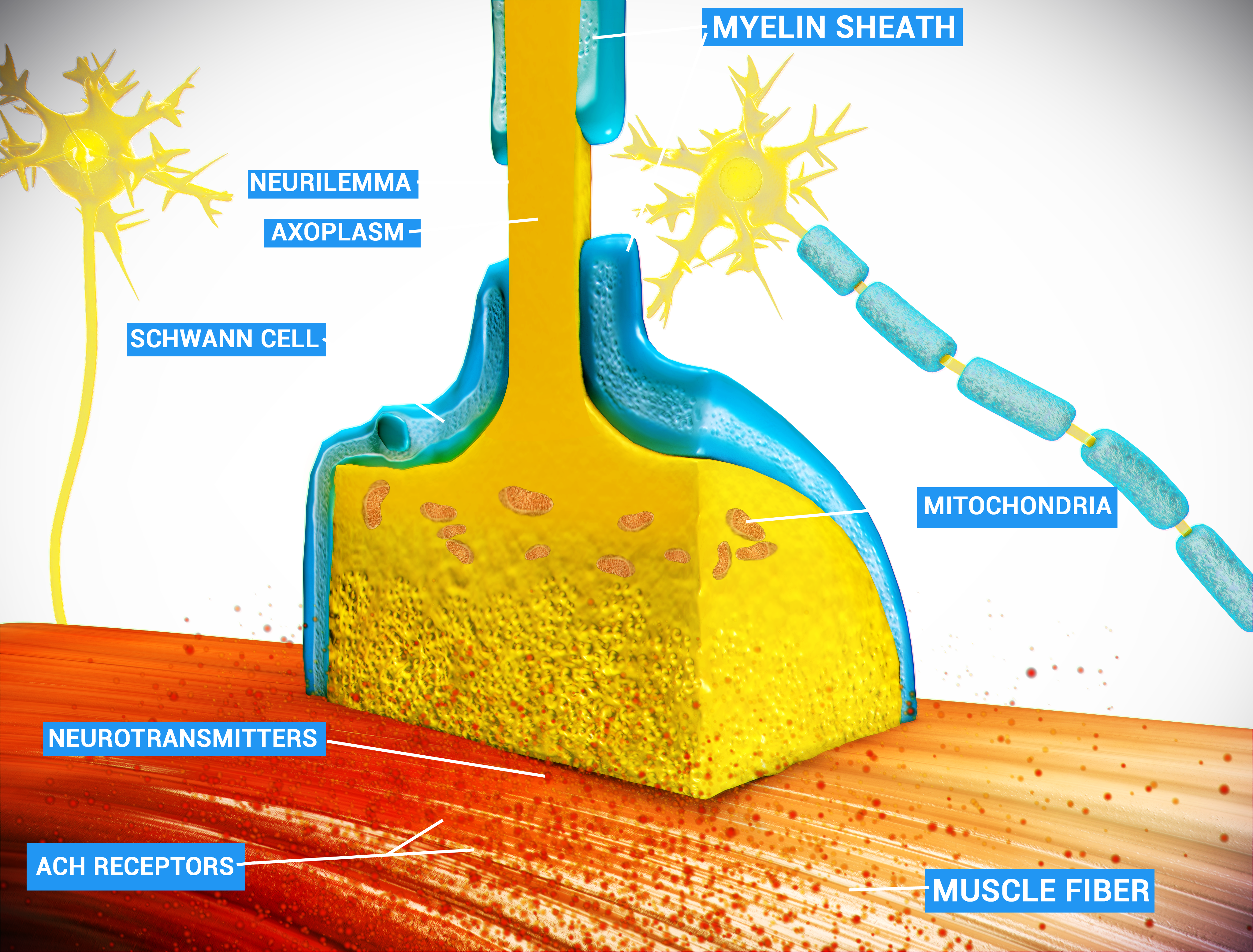 At The Neuromuscular Junction, The Nerve Fiber Is Able - Neuromuscular Junction (4096x3112), Png Download