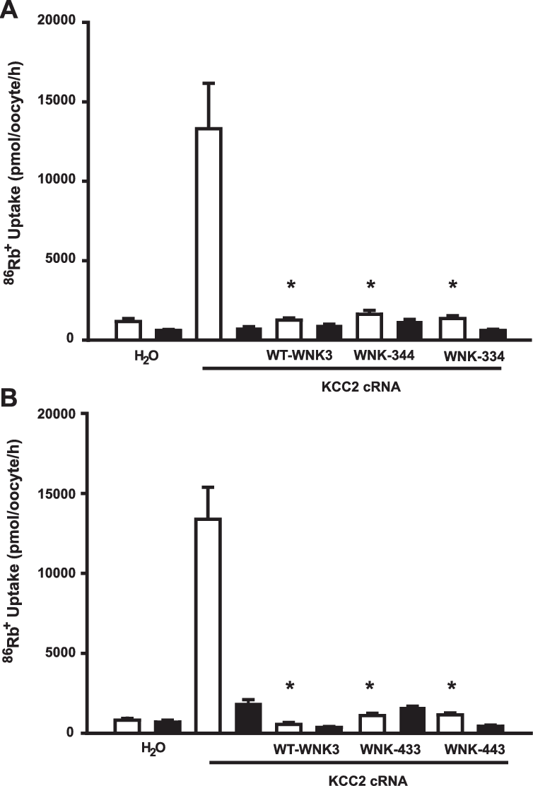Effect Of Wnk3 And Chimeras On K-cl Cotransporter Kcc2 - Chloride Potassium Symporter 5 (754x1112), Png Download