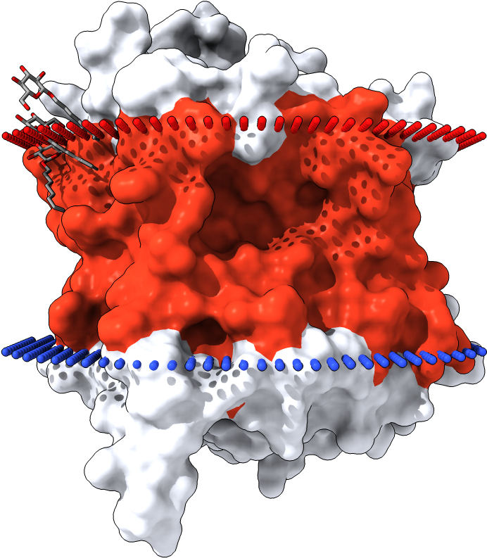 Transmembrane Surface Display Opm - Illustration (1000x1000), Png Download