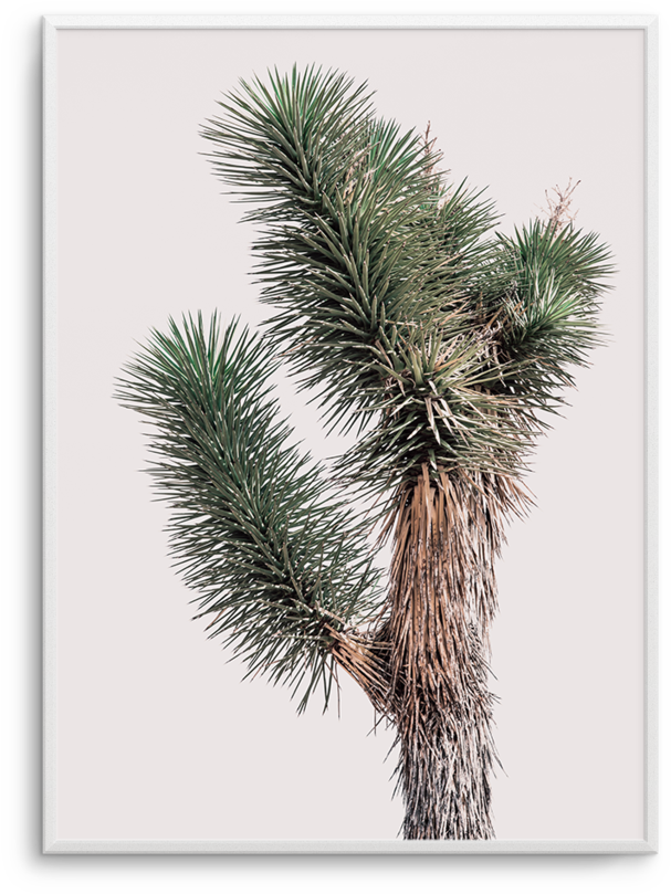Blushing Joshua Tree No - Joshua Tree (800x1008), Png Download