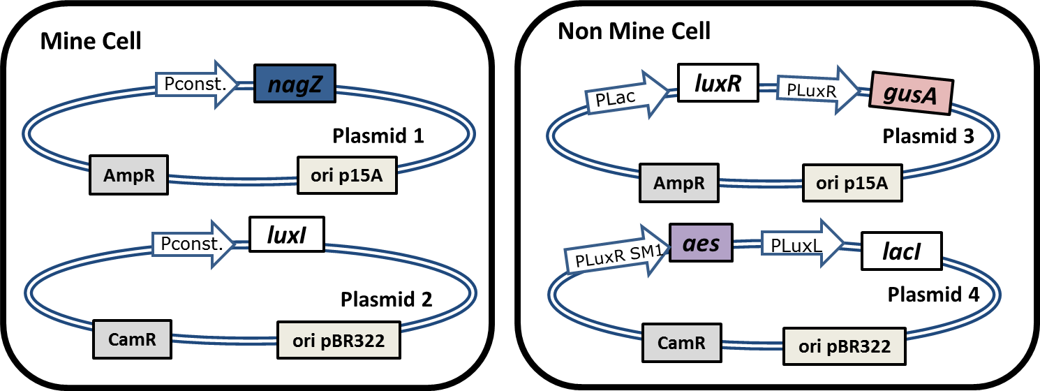 Plasmids In Mine And Non-mine Cells - Diagram (1490x560), Png Download