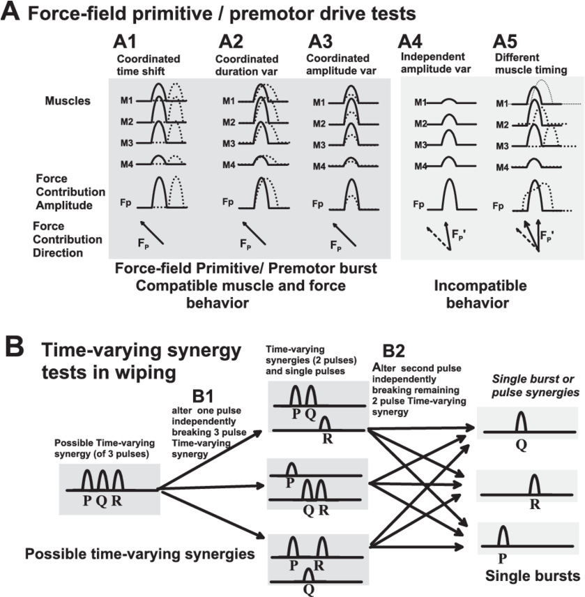 Hypothesis Testing Of Premotor Burst/force Field Primitives - Diagram (850x855), Png Download