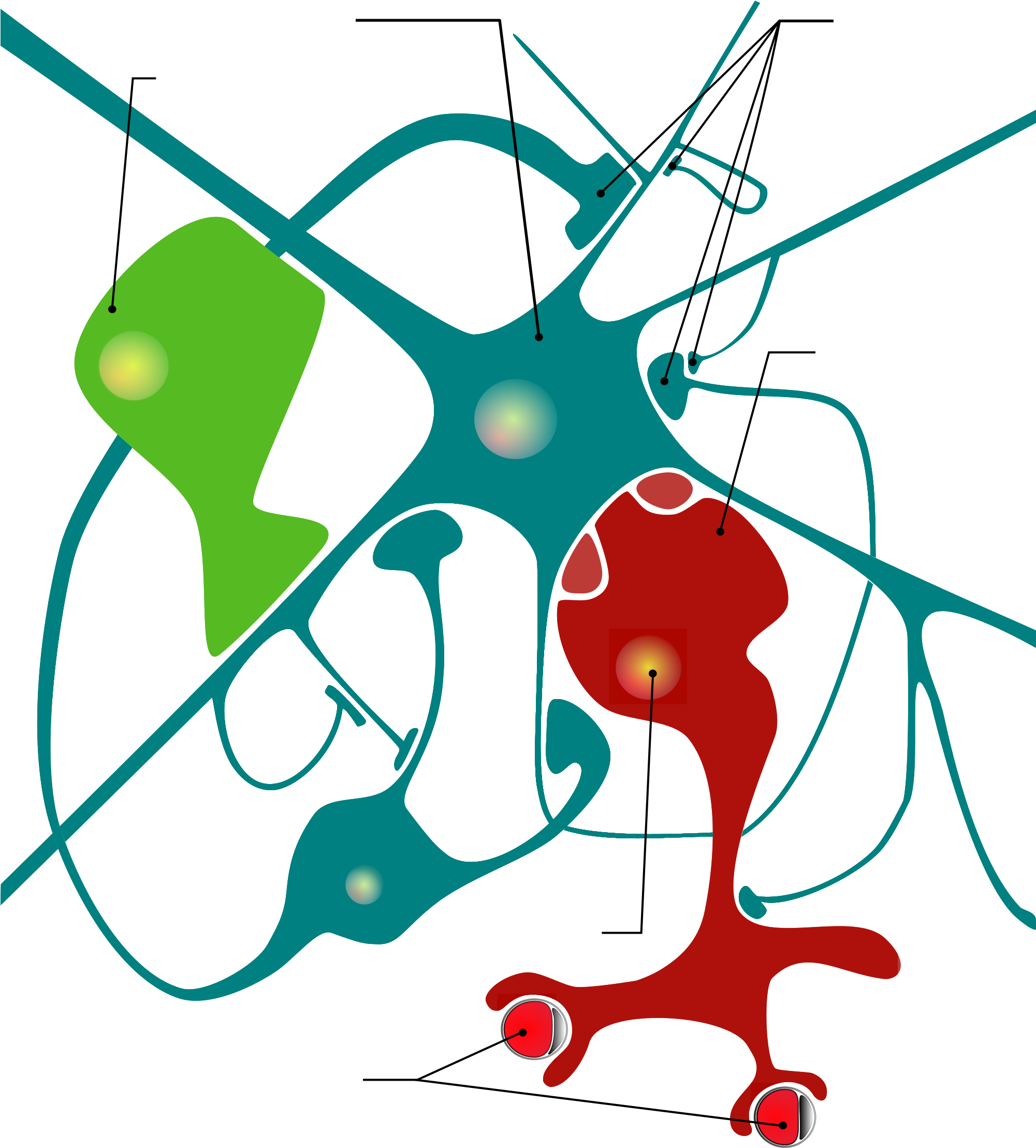 Open - Glial Cell Diagram (2000x2828), Png Download