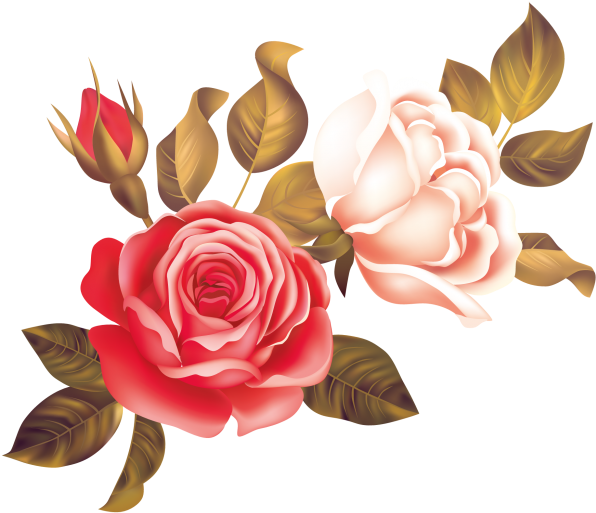 Rose Transparent Png Image - Garden Roses (866x650), Png Download