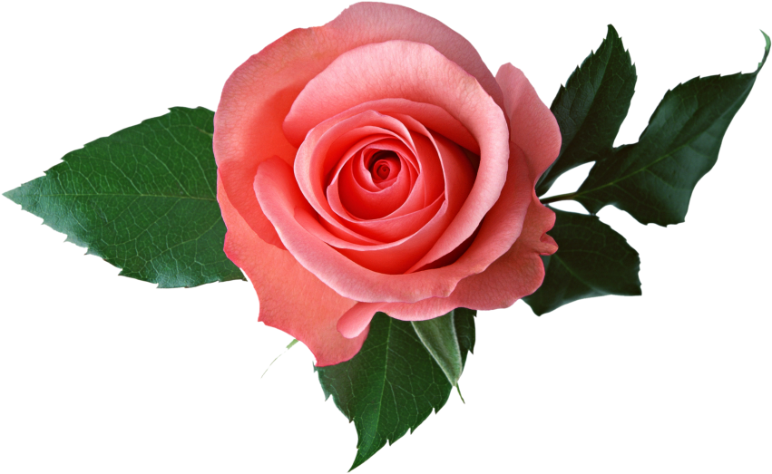 Pink Rose Transparent Png Image - Pink Roses Transparent Background (866x650), Png Download