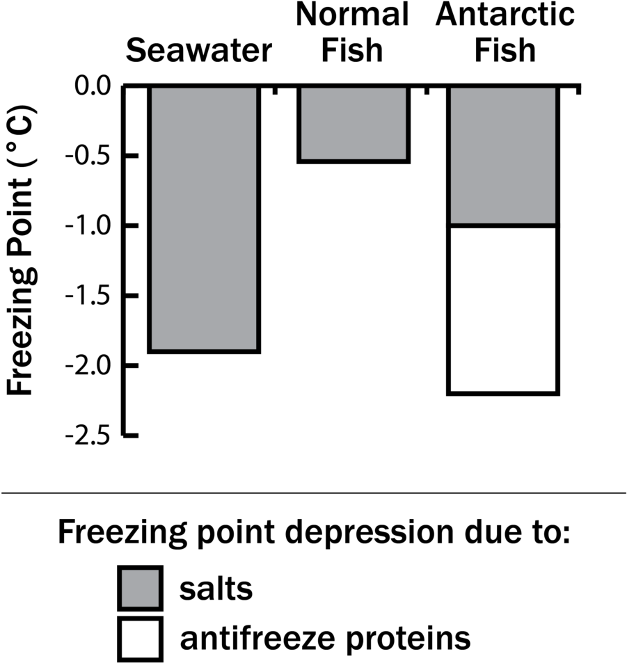 Antifreeze Fish-01 - Reading Buses (1000x1015), Png Download