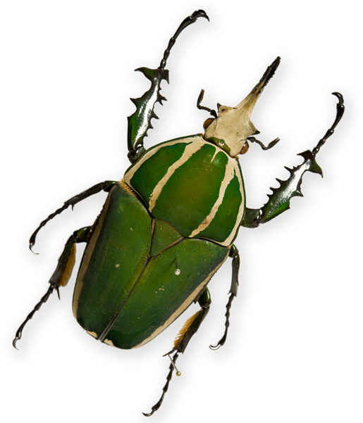 Ways You Can Be A Part Of The Museum's Groundbreaking - Dung Beetle (600x600), Png Download