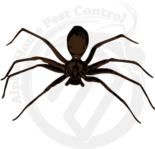 Brown Recluse Image Gallery - Brown Recluse Spider Philippines (570x570), Png Download