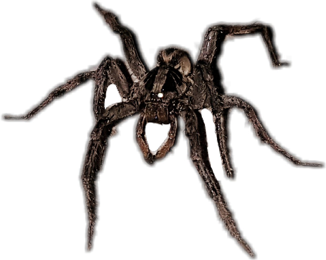 Wolf Spider (1145x914), Png Download