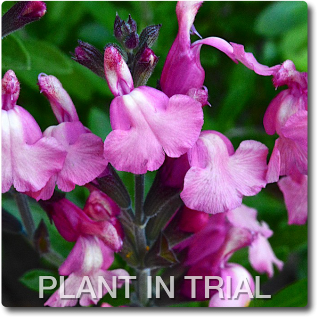 Salvia Tutti Frutti Salvia Tutti Frutti - Everlasting Sweet Pea (650x650), Png Download