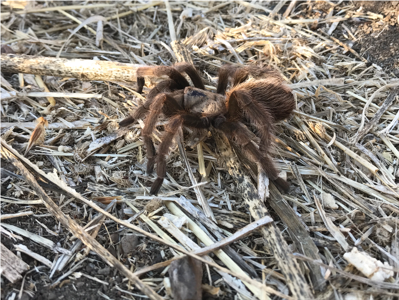 The Reserve [8 Images] Click Any Image To Expand - Wolf Spider (1000x600), Png Download