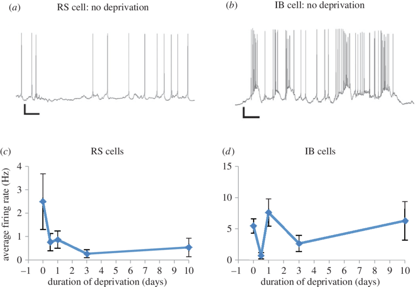 Firing Rate Homeostasis In Ib But Not Rs Cells - Diagram (850x587), Png Download