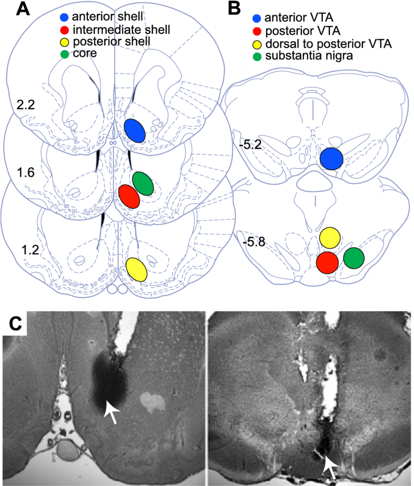 Download - Nucleus Accumbens (850x987), Png Download