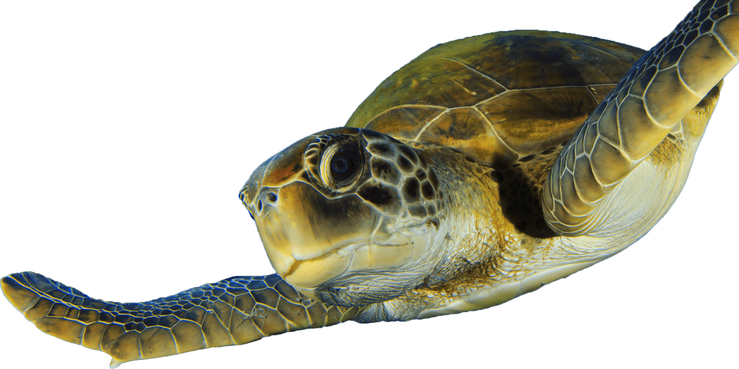 Caring For These Animals In Rehabilitation Is Expensive, - Saving The Endangered Green Sea Turtle (1512x755), Png Download