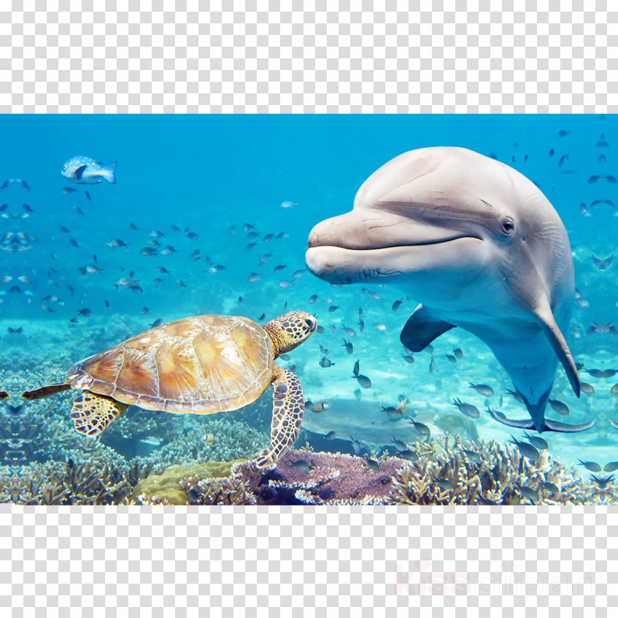 Underwater Ocean Life Dolphins (900x900), Png Download