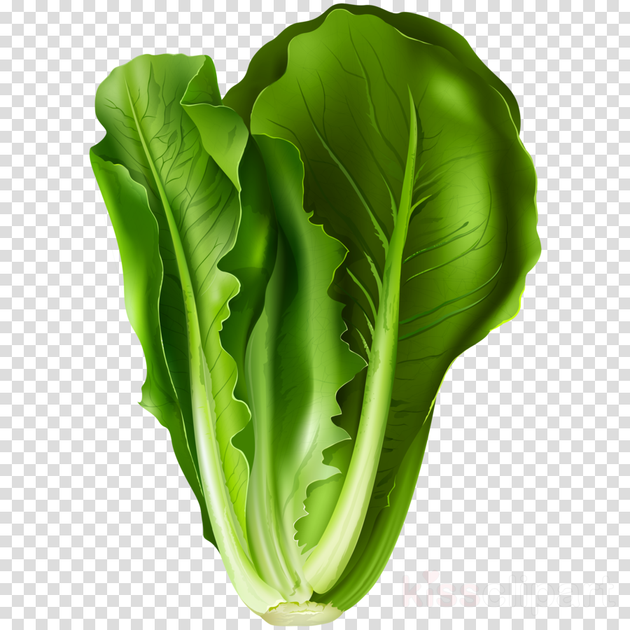 Lettuce Clipart Lettuce Sandwich Clip Art - Romaine Lettuce Clipart (900x900), Png Download