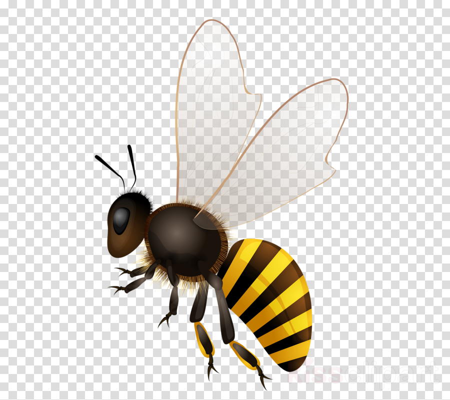 Honey Bee Png Clipart Western Honey Bee Insect - Bee Stock (900x800), Png Download
