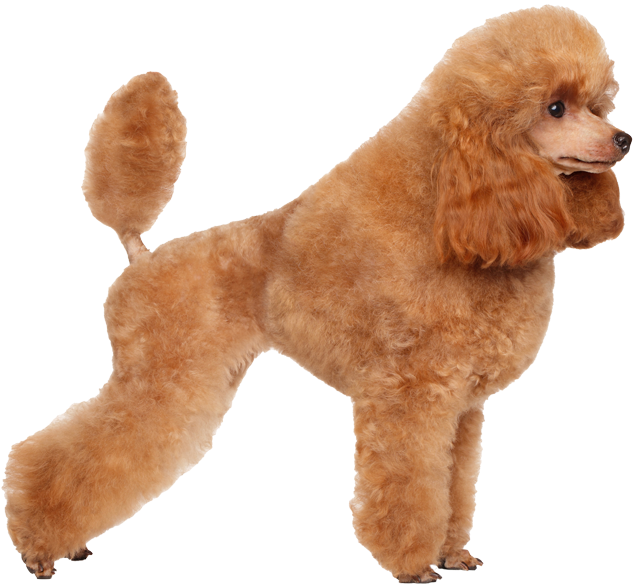 Toy Poodle Pricing - French Poodle Png (900x657), Png Download