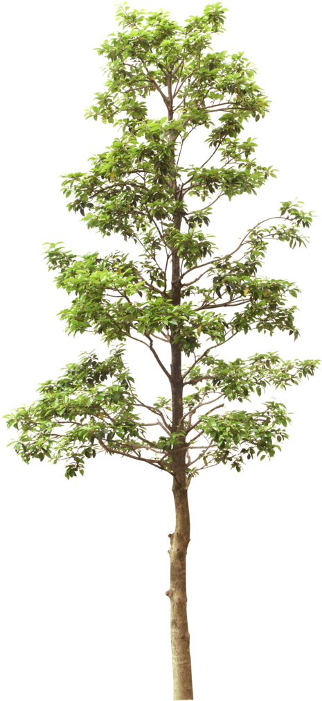 园林树木绿树透明png - Tree (476x1024), Png Download