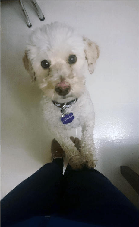 Alexa Is A Spayed, Female, Poodle Mix - Toy Poodle (800x750), Png Download