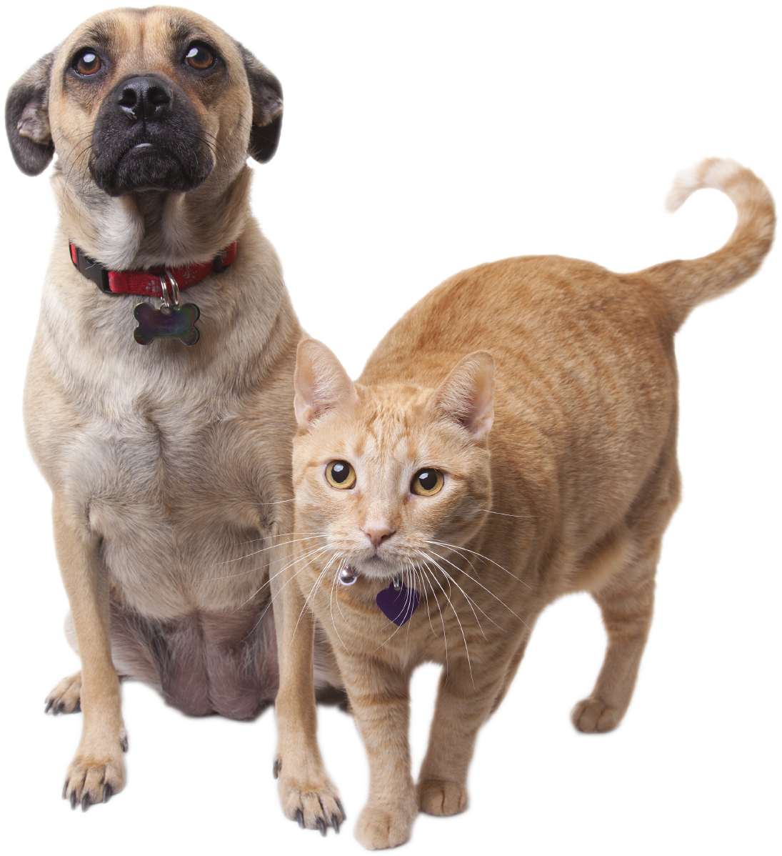 Cats Png - National Heartworm Awareness Month 2018 (1095x1198), Png Download