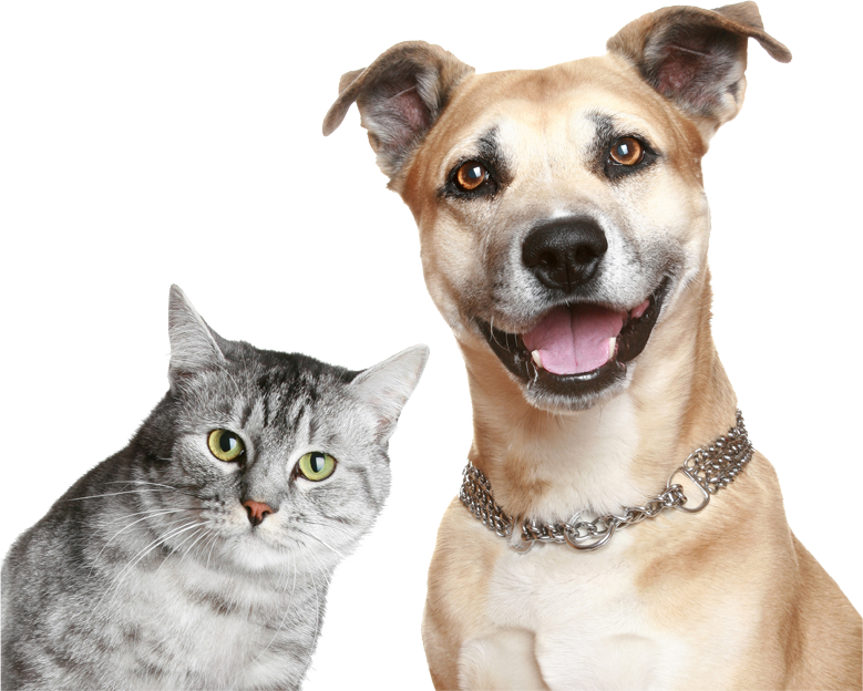 About Green Natural Pet - Cat And Dog Smiling (779x624), Png Download