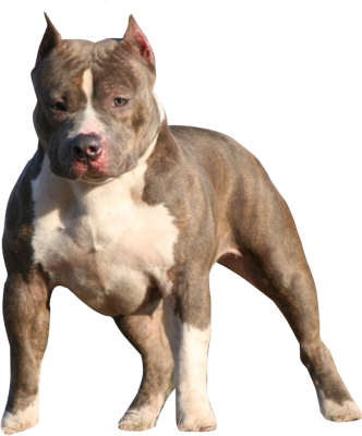 Pitbull Puppy Png Psd Detail - American Bully Puppy Png (332x400), Png Download