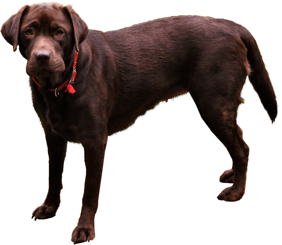 Dog Png - Dog Transparent Png Format (922x866), Png Download
