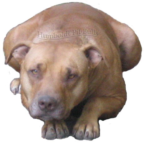 Red Rednose, Female Pitbulls - Red Nose Pit Transparent Png (463x459), Png Download