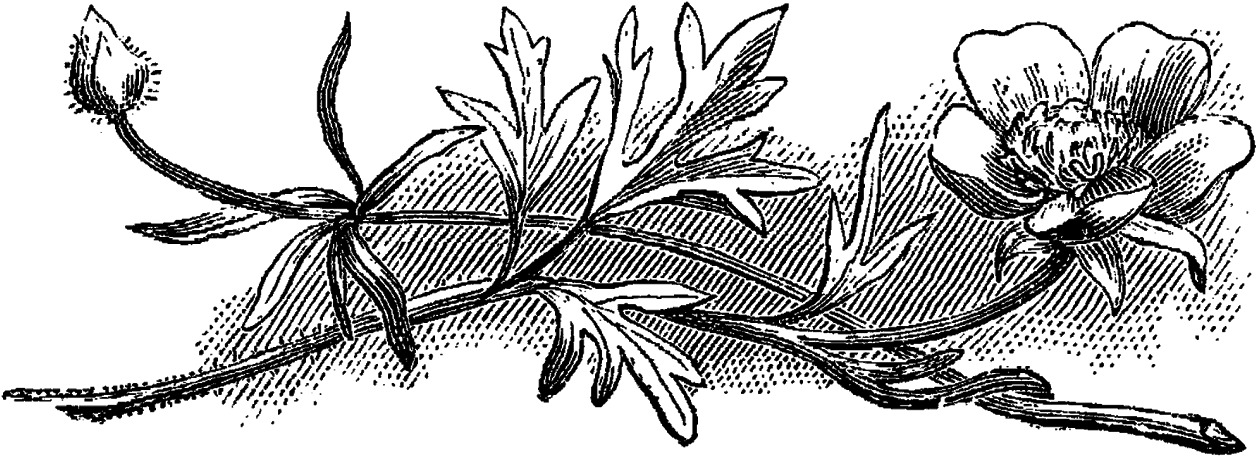 Bulbous Crowfoot Wf Png - Black Flower Vintage Png (1600x786), Png Download