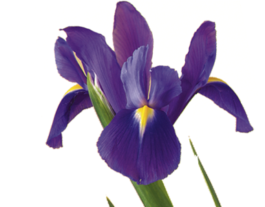 Iris - Iris Flower (400x300), Png Download