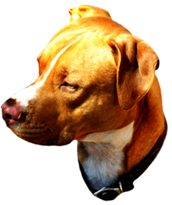 Head Of Brown Dog - Pit Bull (347x413), Png Download