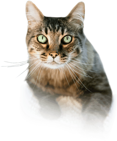 Free Icons Png - Swimming Cat No Background (609x668), Png Download