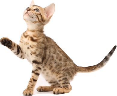 Cat Sitting - Cat About To Jump (390x321), Png Download