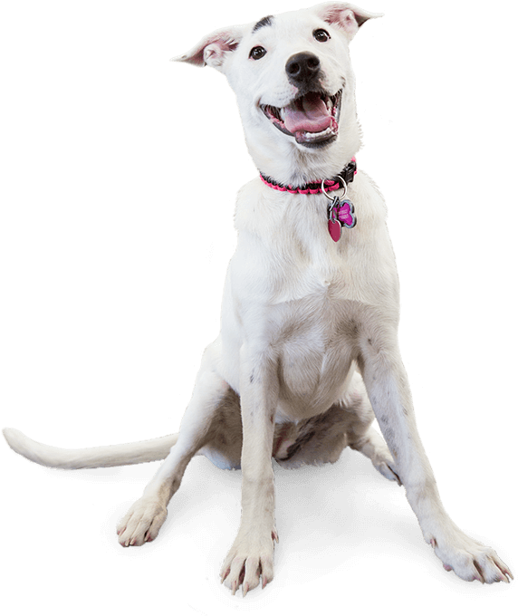 Camp Bow Wow Benefits - Dog (591x685), Png Download