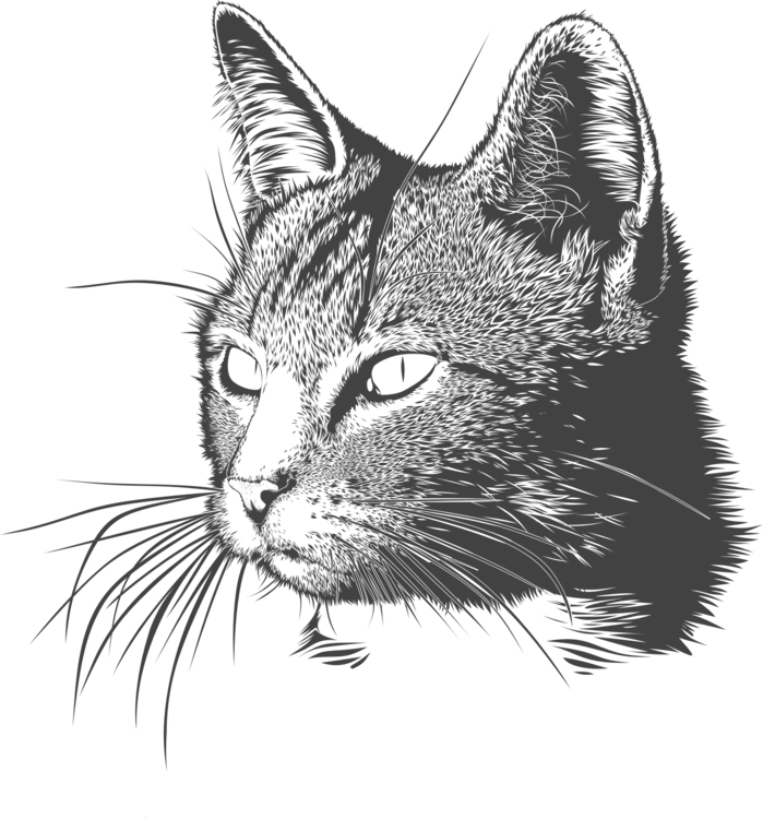 Cat Felidae Meow Kitten Dog Free Commercial Clipart - Cabeza De Un Animal (699x750), Png Download