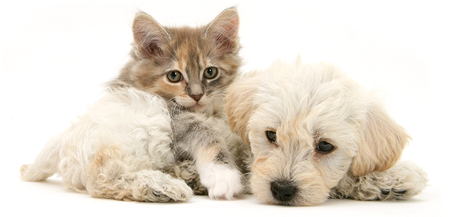 Dog And Cat - Cat (654x312), Png Download