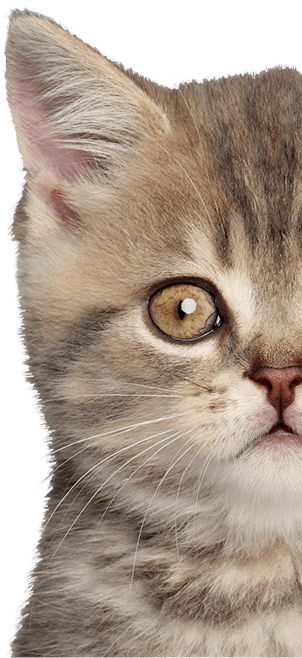 Download I Have A Dog I Have A Cat - Ontario | Transparent PNG Download ...