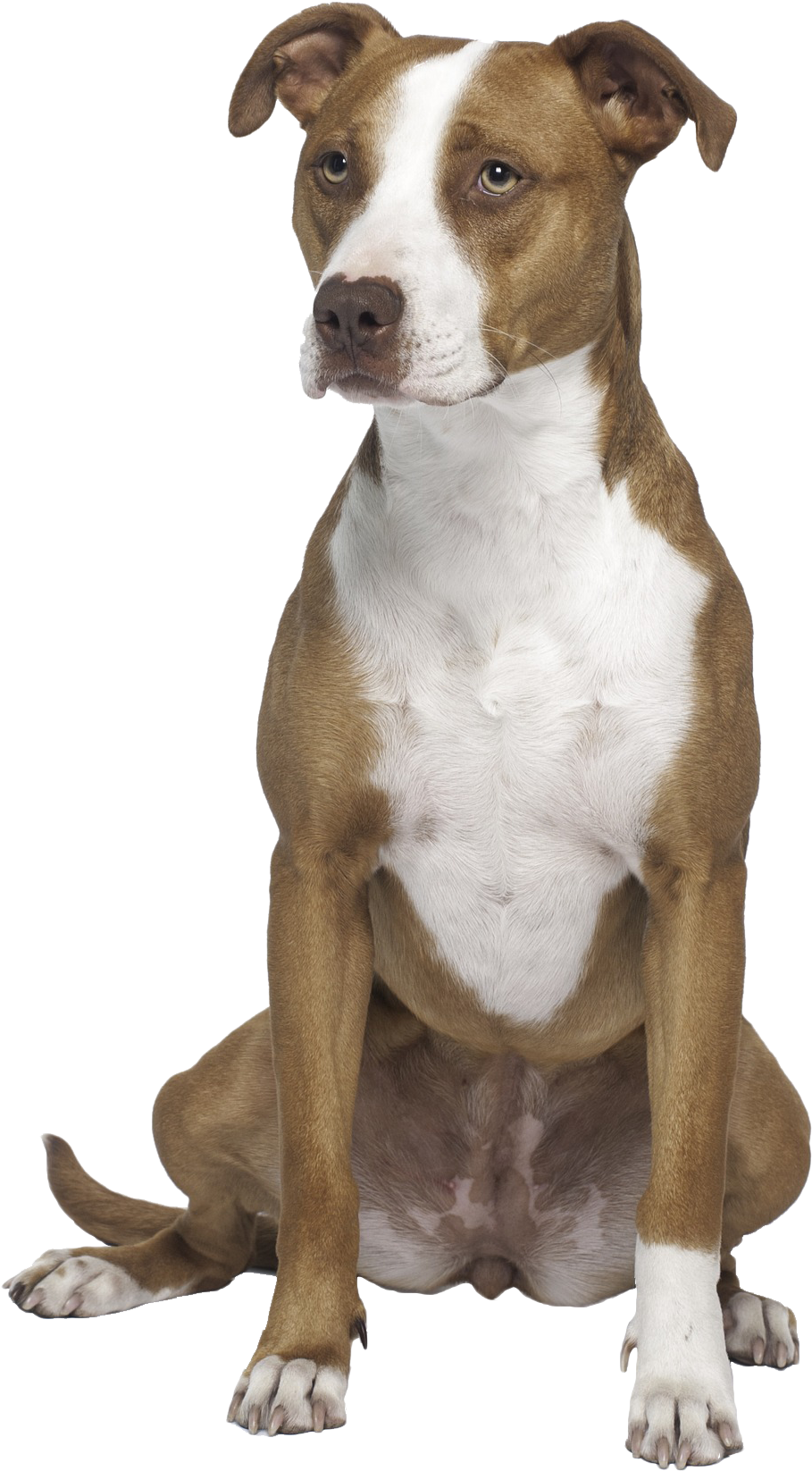 Routine Appointments - Pit Bull Terrier (1275x1920), Png Download