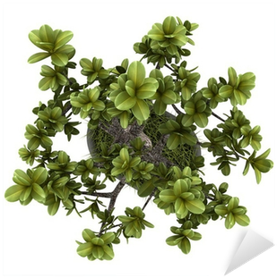 Top View Of Bonsai Plant In Pot Isolated On White Background - Bonsai Top View (400x400), Png Download