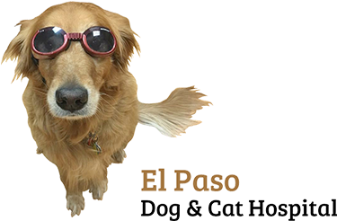 El Paso (500x246), Png Download