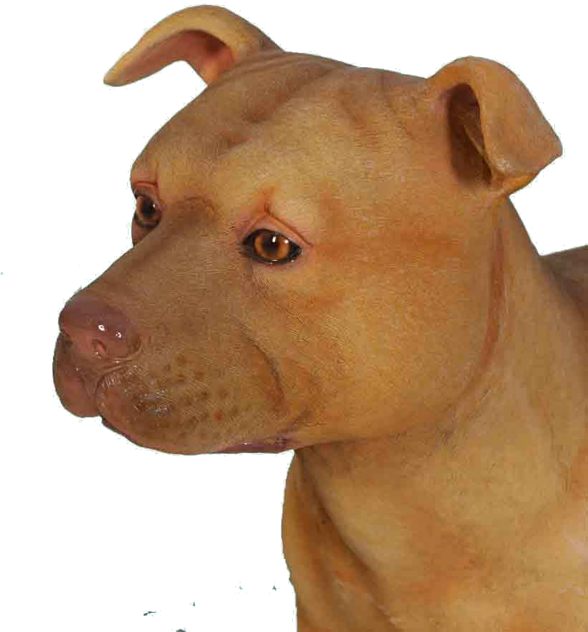 Pit Bulls Ancient Dog Breeds (822x966), Png Download