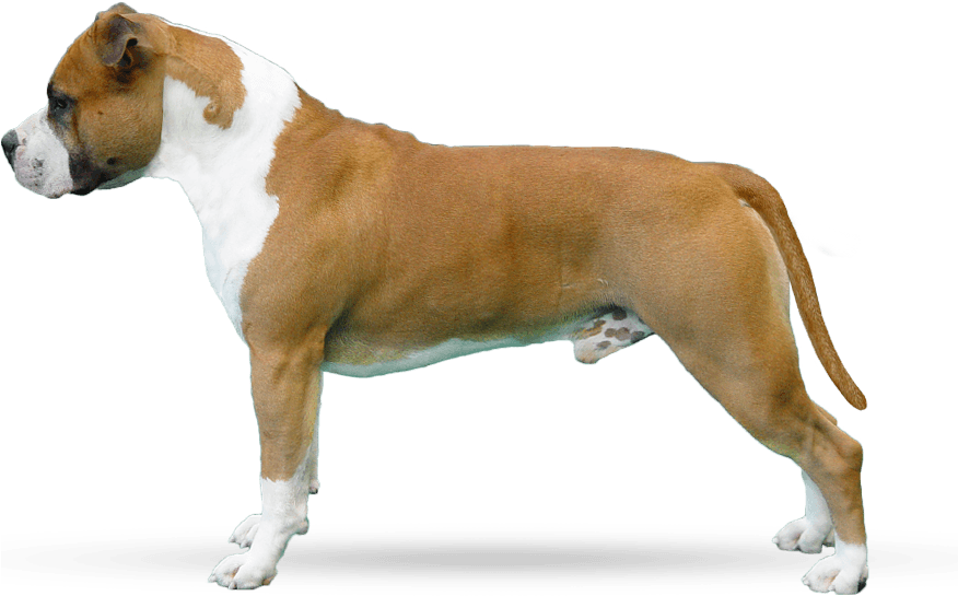 Parastone's Don't Pull The Trigger - Dogue De Bordeaux (875x570), Png Download
