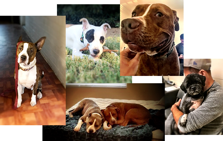 Available Rescues - American Pit Bull Terrier (736x466), Png Download